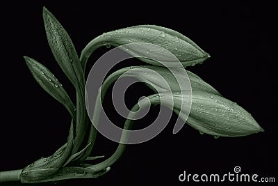 Monochrome amaryllis flower with water drops in darkness Stock Photo