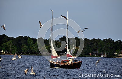 New Bern, NC: Gulls and Sailboat on Neuse River Editorial Stock Photo