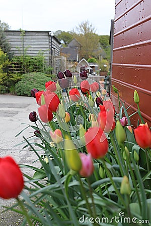 Red and burgundy Tulip heads part open Stock Photo