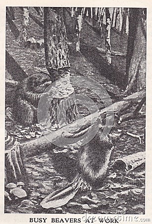 Vintage illustration of Busy Beavers at Work. Editorial Stock Photo