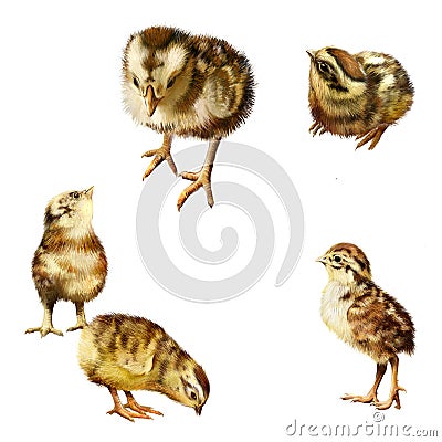 New born chicks in different poses Cartoon Illustration