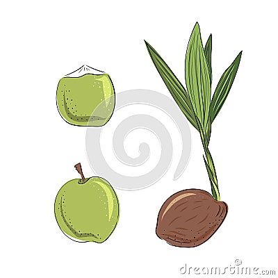 New born coconut. set. Vector illustration of a nut. Sprout and the beginning of life of a tree in the style of hand drawing Vector Illustration