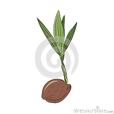 New born coconut. Vector illustration of a nut. Sprout and the beginning of life of a tree in the style of hand drawing Cartoon Illustration