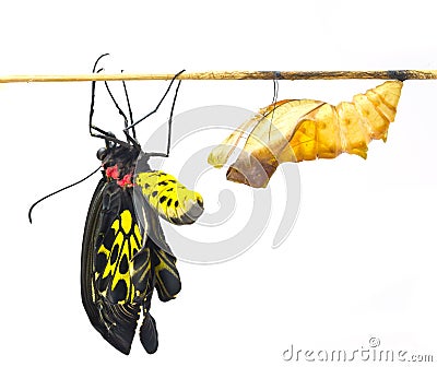 New born Common Birdwing butterfly emerge from cocoon Stock Photo