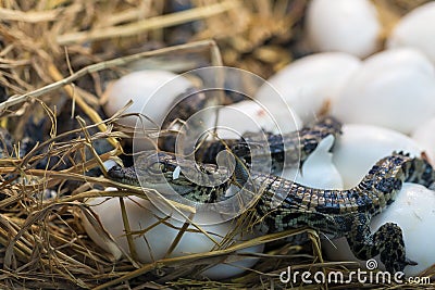 New born Crocodile baby incubation hatching eggs lying on the straw Stock Photo