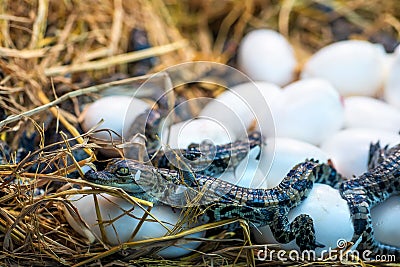 New born Crocodile baby incubation hatching eggs lying on the straw Stock Photo