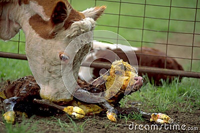 New born Hereford calf. Stock Photo