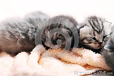 New born kittens, first day of life Stock Photo