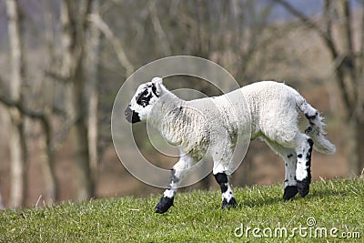 New Born Lamb Stock Photo