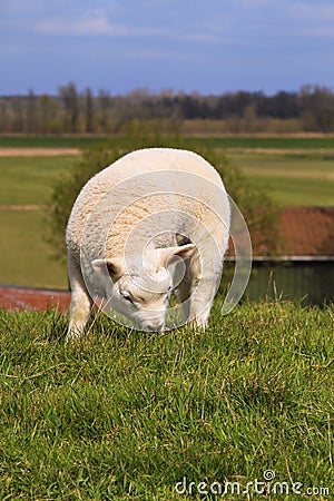 New born lamb grazing Stock Photo