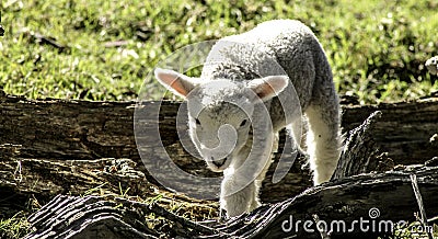 A New Born Lamb Wanders Through The Paddock Stock Photo