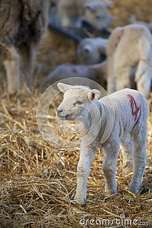 New born Lleyn lamb at lambing time Stock Photo