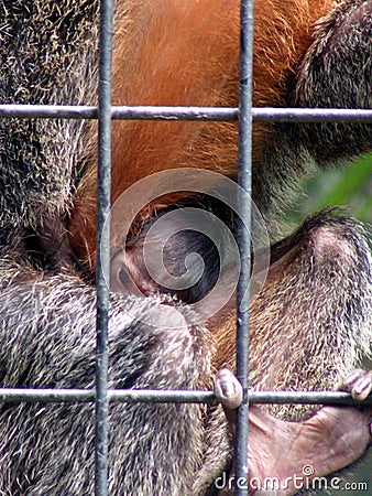 New born monkey Stock Photo