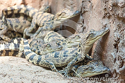 Baby crocodile Stock Photo