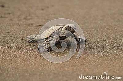 New born Turtle Baby Steps towards Indian beach Stock Photo