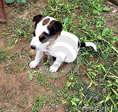 new born village puppy dog Stock Photo