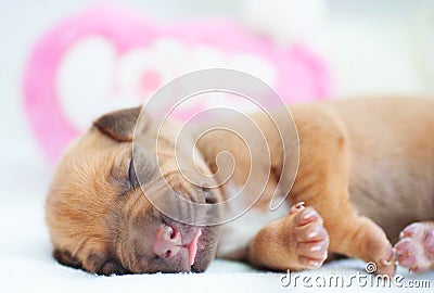 New born whelp sleeping peaceful Stock Photo