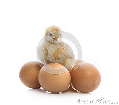 New born yellow chick standing beside eggs Stock Photo