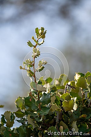 A branch growing on the old branches of a young wild oak Stock Photo