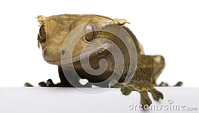 New Caledonian Crested Gecko Stock Photo