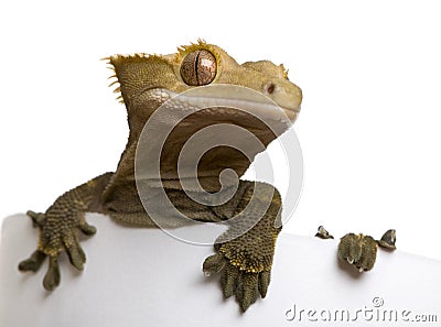 New Caledonian Crested Gecko Stock Photo