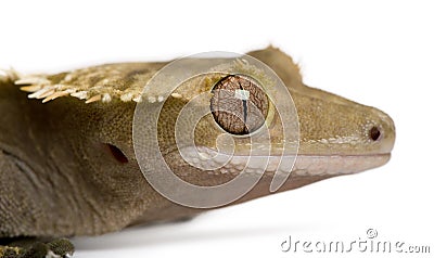 New Caledonian Crested Gecko Stock Photo