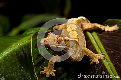 New Caledonian Crested Gecko Stock Photo