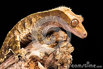 New Caledonian Crested Gecko Stock Photo