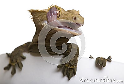 New Caledonian Crested Gecko licking eye Stock Photo