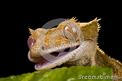 New Caledonian Gecko Stock Photo