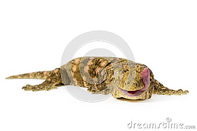 New Caledonian Giant Gecko Stock Photo