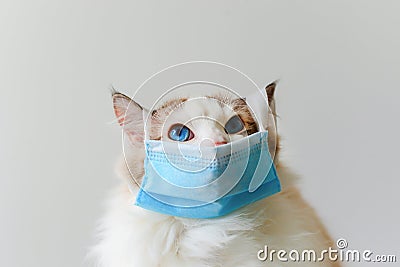 Ragdoll cat wear face mask Stock Photo