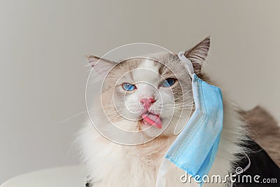 Ragdoll cat wear blue face mask Stock Photo