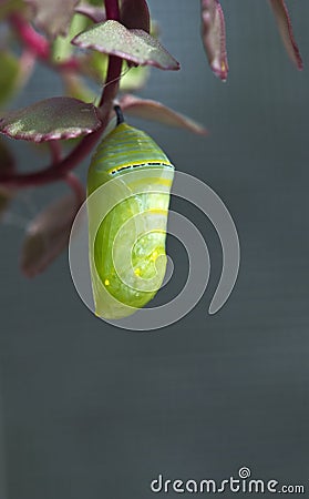 New cocoon Stock Photo