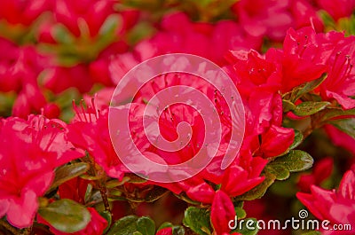 New Crimson azalea season Stock Photo