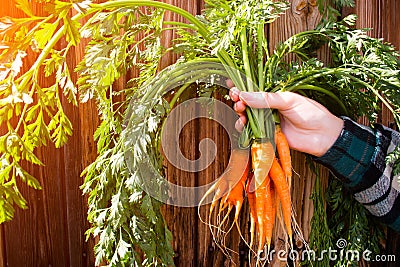 A new crop of carrots in the hands of a farmer on a wooden background Stock Photo