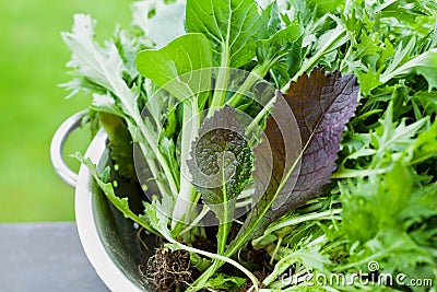 New crop of fresh organic mix salad leaves with mizuna, lettuce, pakchoi, tatsoi, kale, spinach and leaf mustard Stock Photo