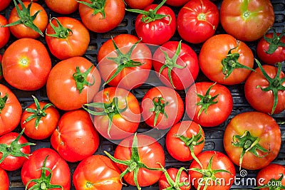 New crop of fresh organic tomatoes. top vire background Stock Photo