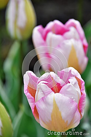 Triumph Tulip Stock Photo