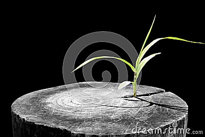 New development and renewal as a business concept of emerging leadership success as an old cut down tree and a strong seedling Stock Photo