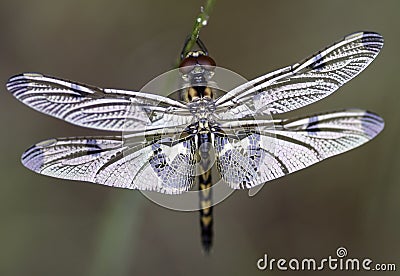 New Dragonfly Stock Photo