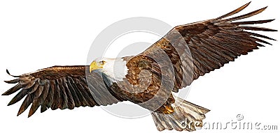 New eagle flying Vector Illustration