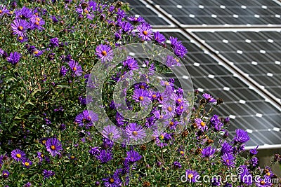 New England Aster in a butterfly garden against a backdrop of solar panels Stock Photo