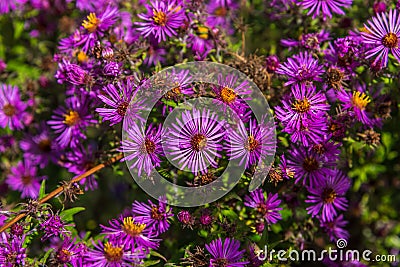 New England Aster Stock Photo