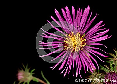 New England Aster (Symphyotrichum novae-angliae) Stock Photo