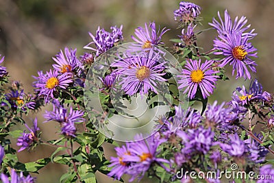 New England Aster Symphyotrichum novae-angliae Stock Photo