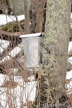 New England Maple Sugar Tapping Stock Photo