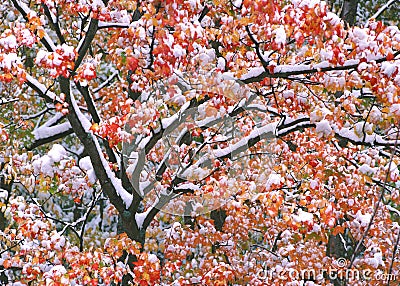 New England Maple Tree Color and snow Stock Photo