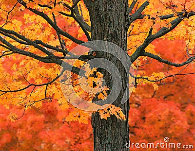 New England Maple Tree in Fall Colors Stock Photo