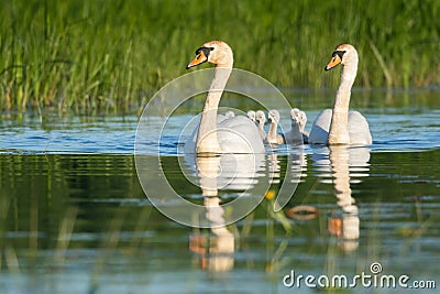 New family Stock Photo